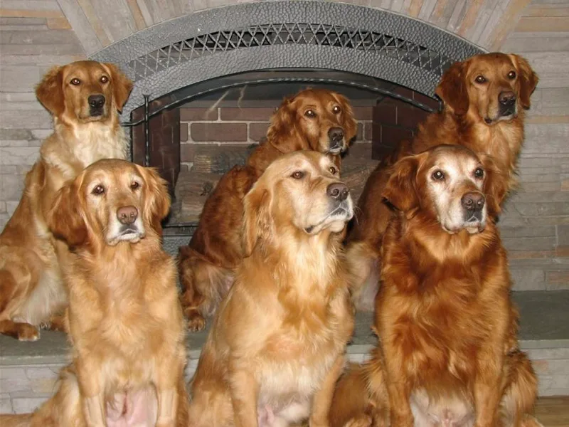 Audrey Coleman's Golden Retrievers