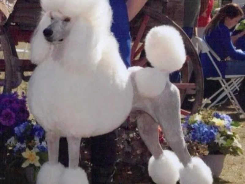 Audysey Poodles