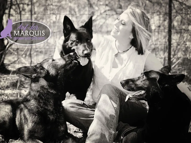 Auf der Marquis German Shepherds