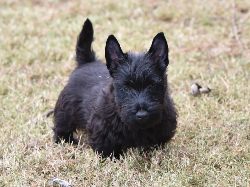 Auld Aberdeen Kennels