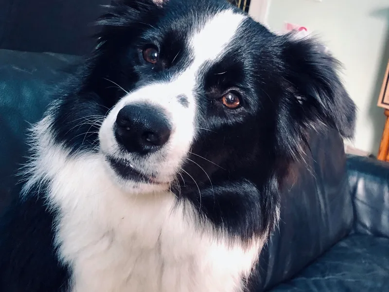 Aumakua Border Collies