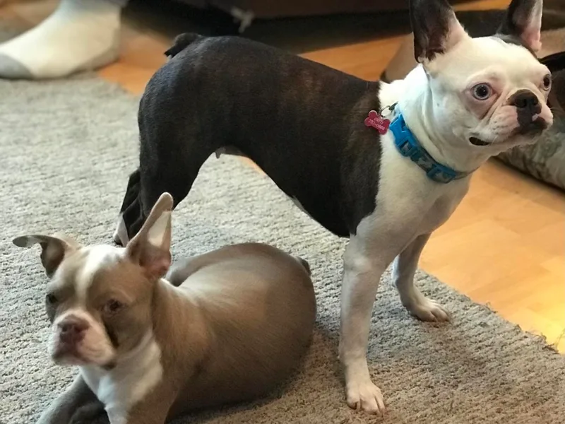 Aunt Bert’s Bostons