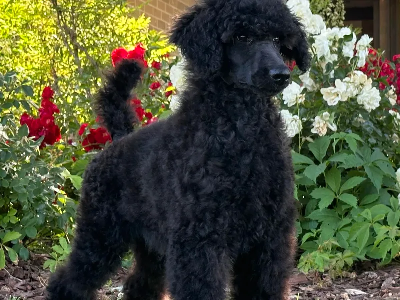 Aura &amp; Luxe Poodles