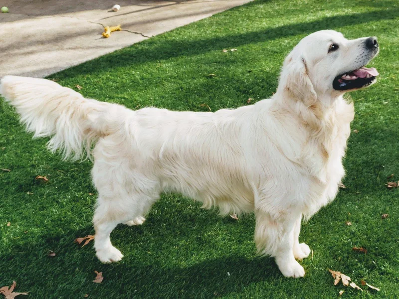 Auregrande Fine English Style Golden Retrievers