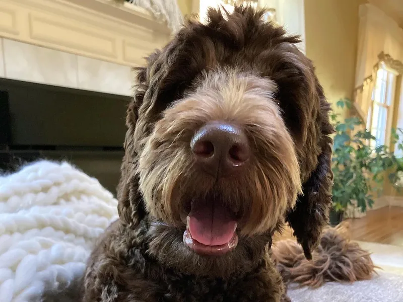 Aurora Australian Labradoodles