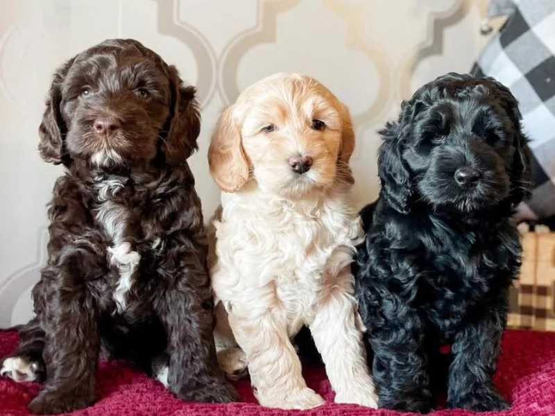 Aurora Belle Doodles