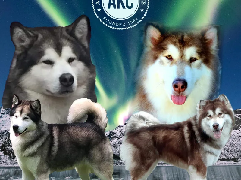 Aurora Borealis Kennels