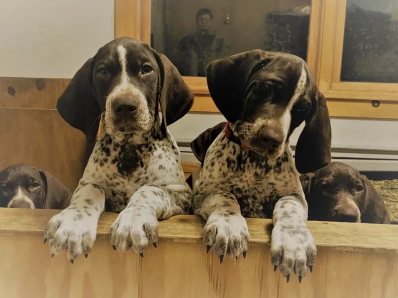 Aurora German Shorthaired Pointers