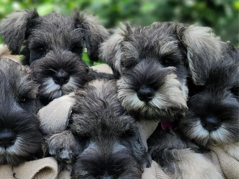 Aurora Miniature Schnauzers