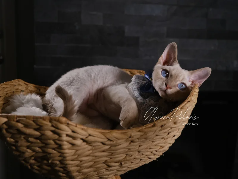 Aurora Polaris Devon Rex photo 1