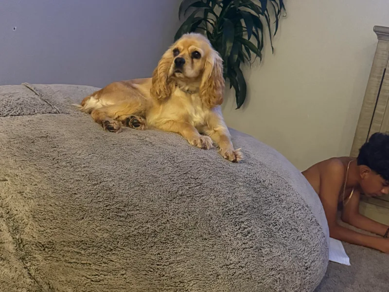 Aurora's Cocker Spaniels