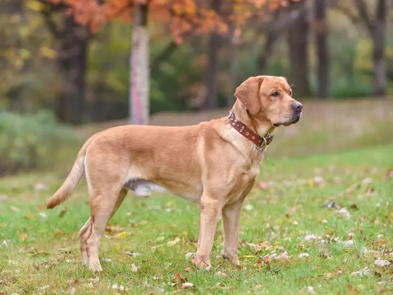 Aurum Canine Services