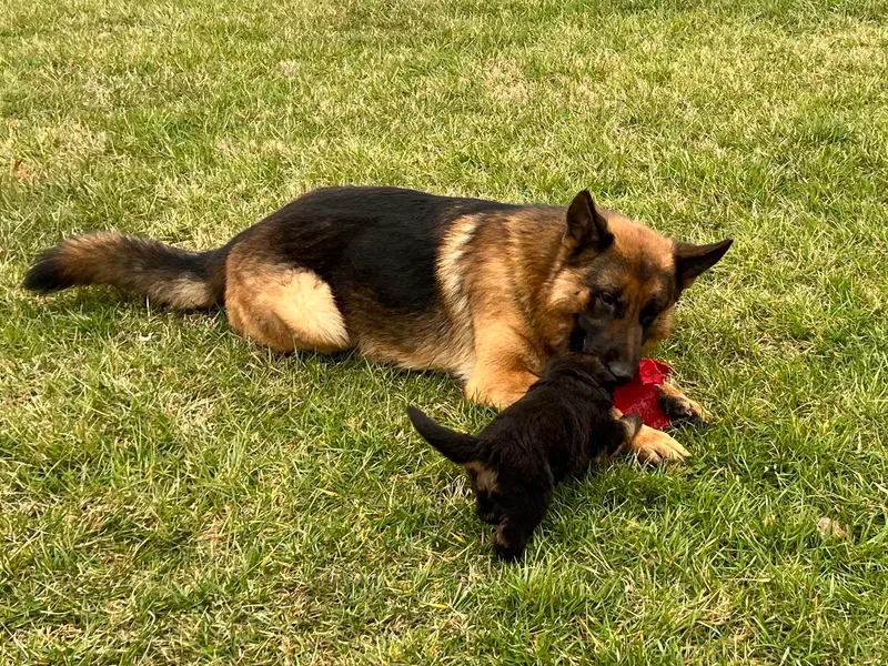 Aus Gerstbrei German Shepherds