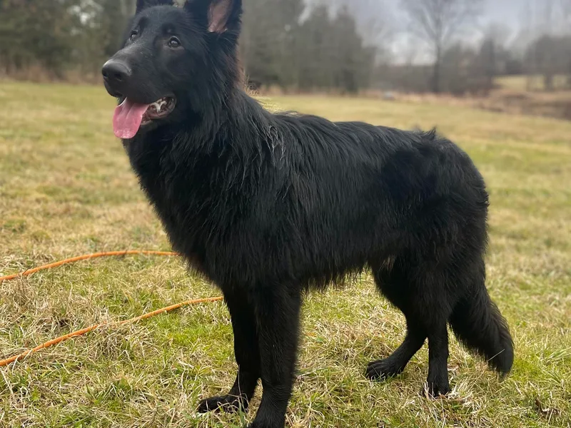 Aus Hütehunde German Shepherds