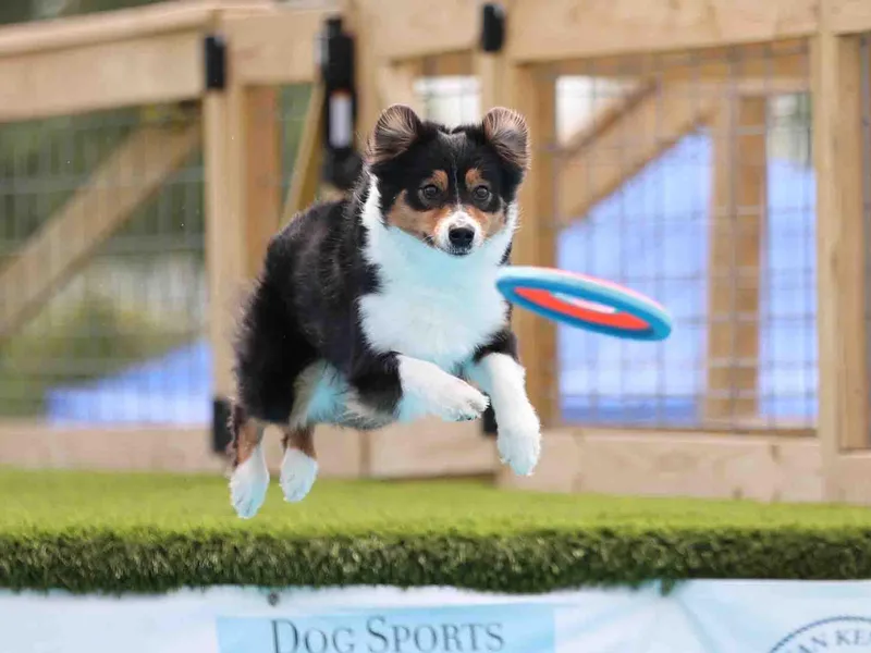 Ausdauer Australian Shepherds