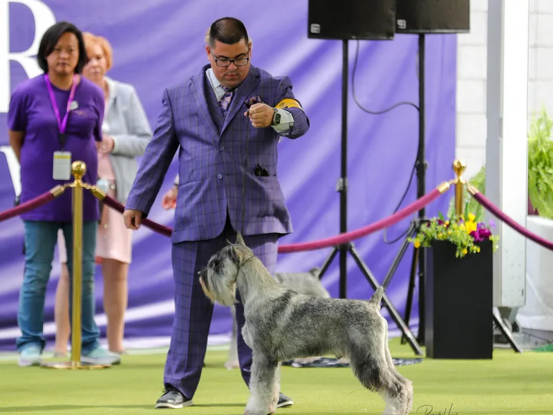 Ausgelassen Standard Schnauzers