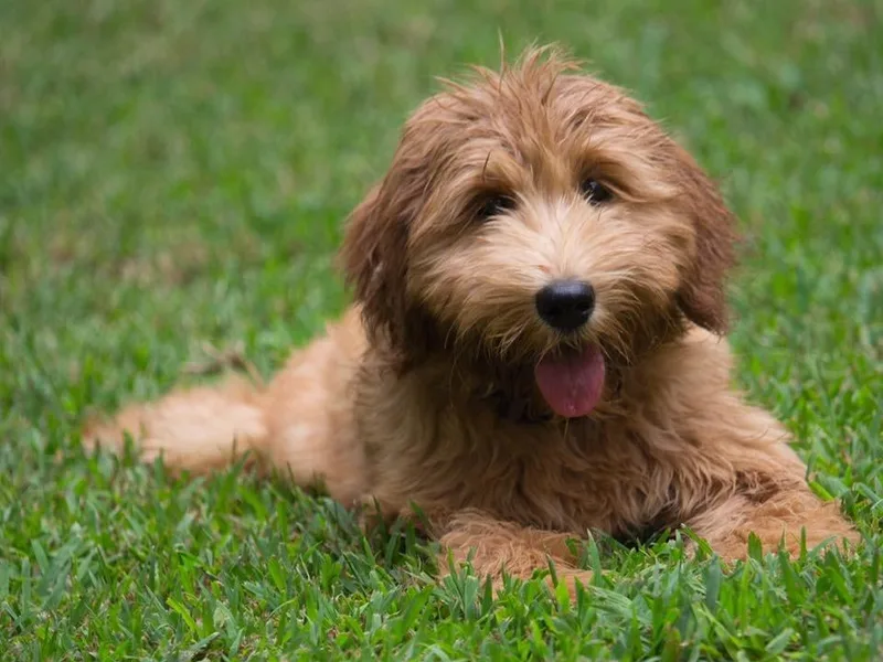 Ausm Labradoodles