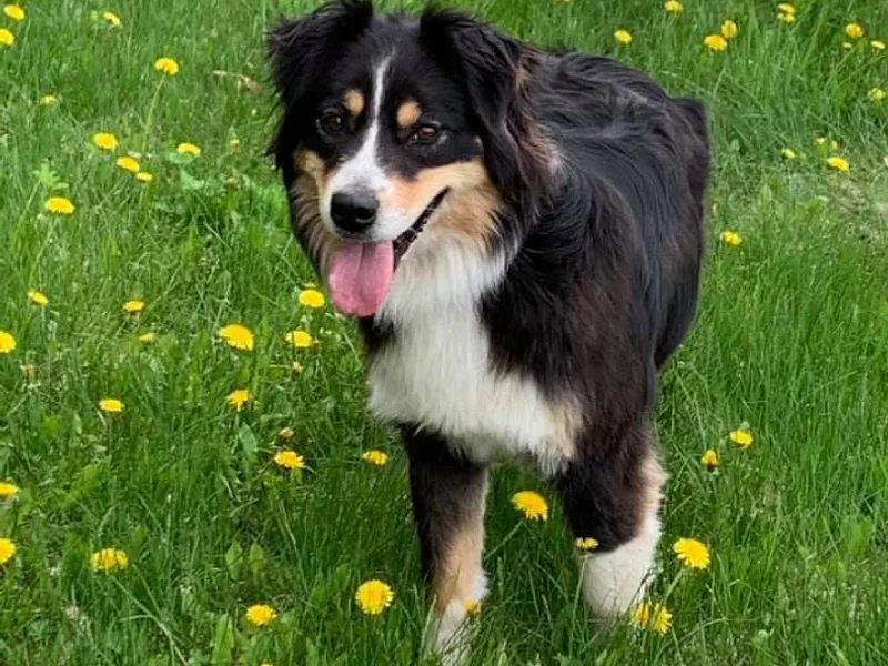 Auspicious Australian Shepherds
