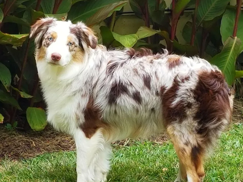 Aussie Knights Kennel