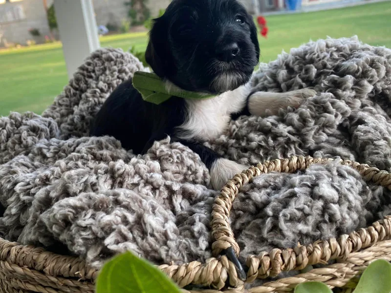 Aussie Mountain Doodles