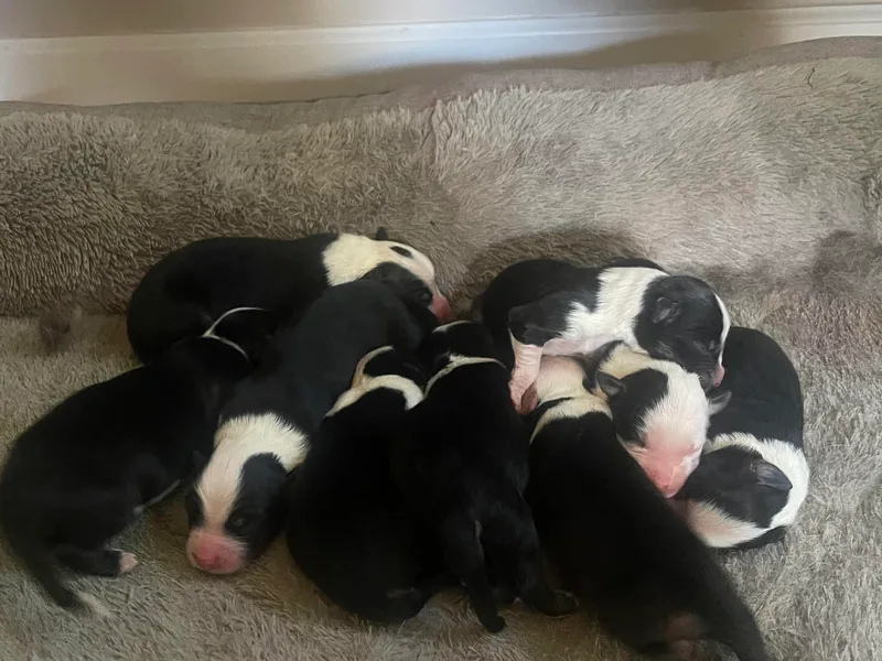 Aussie Paws Trailblazers