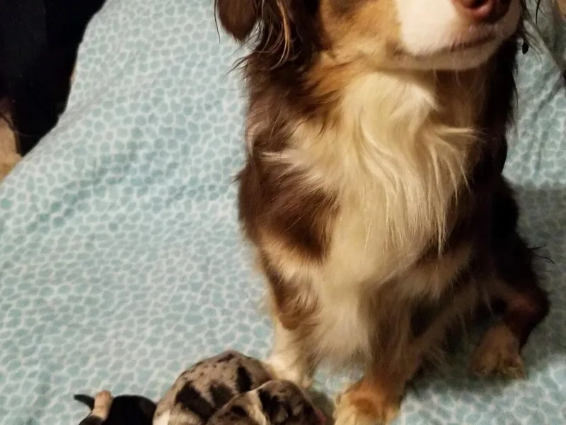 Aussie What You Did There