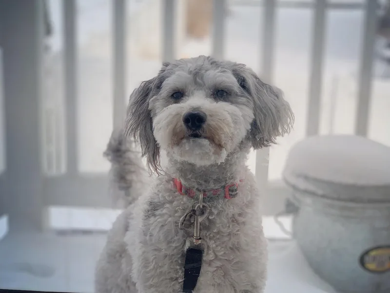 Aussiedoodle Sky
