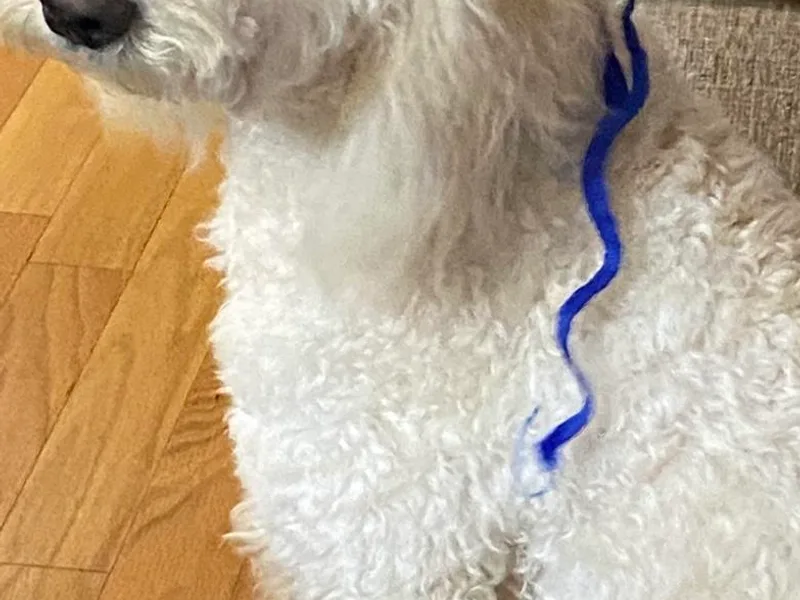 Aussiedoodles in Dixie