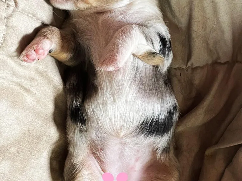 AUSSIELIFEFARMS, LLC