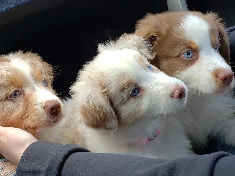 Aussies By The Sea