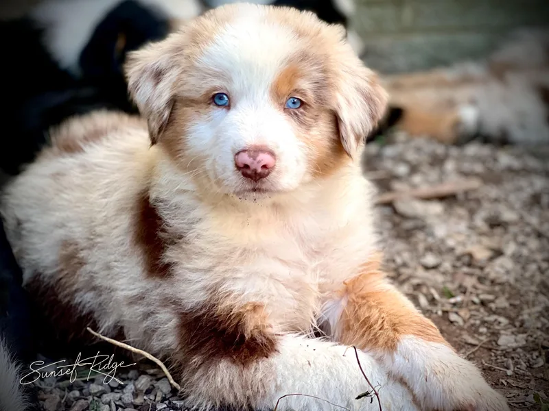 Aussies of Sunset Ridge