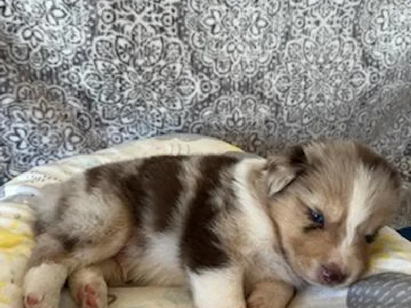 Aussisiberians photo 1