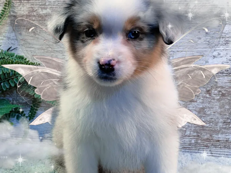 Aussome Pups at Alexander Farm