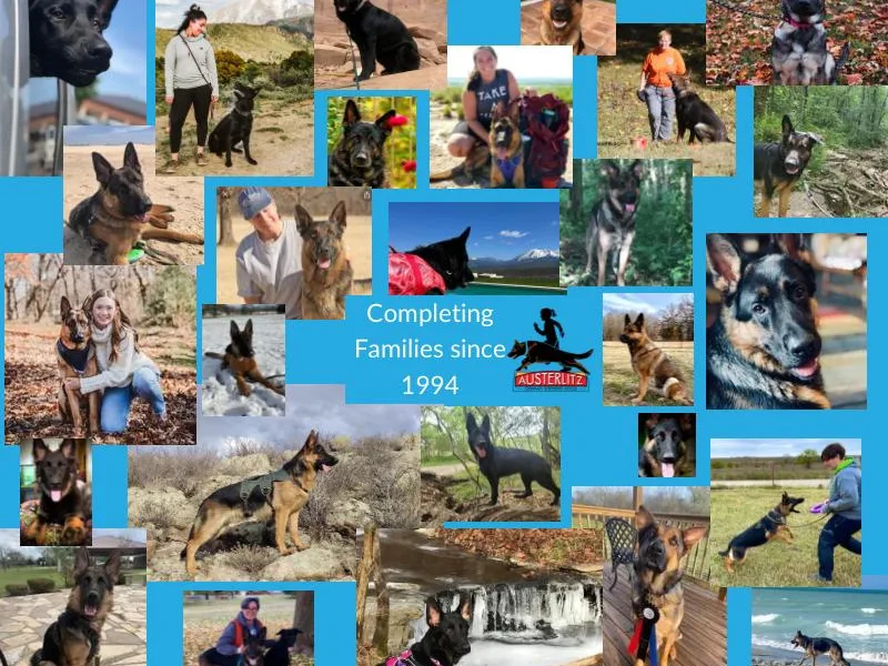 Austerlitz German Shepherds