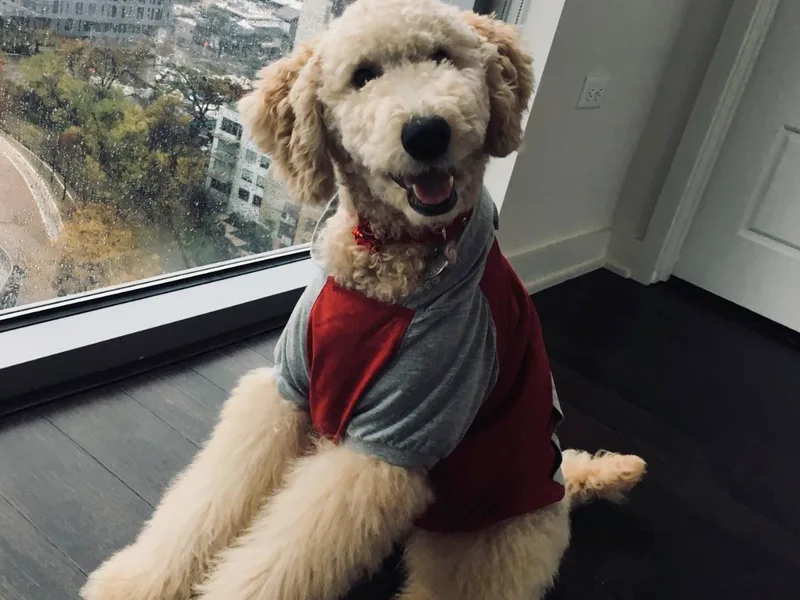 Austin Goldendoodles