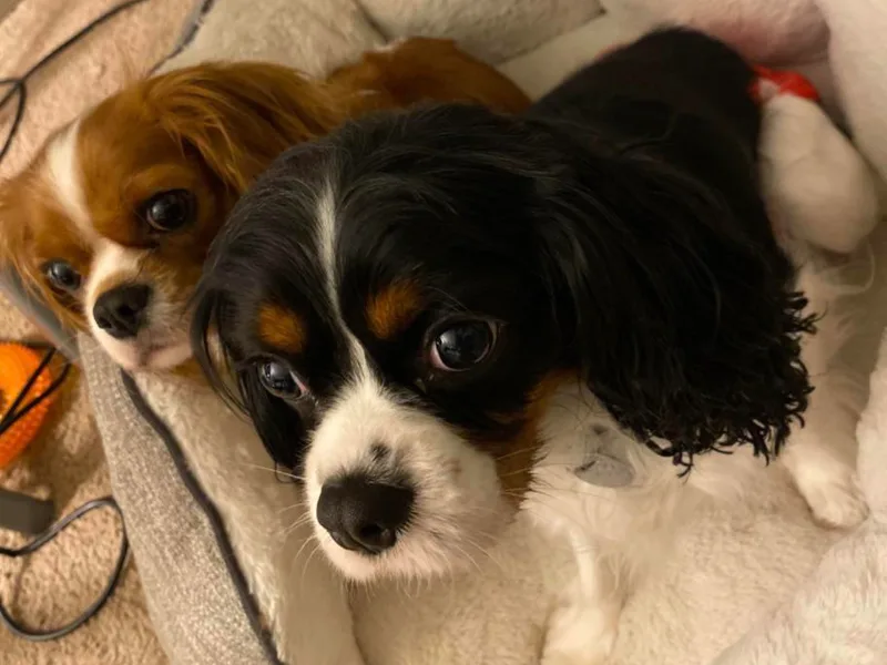 Austin Jacob's Cavalier King Charles Spaniels