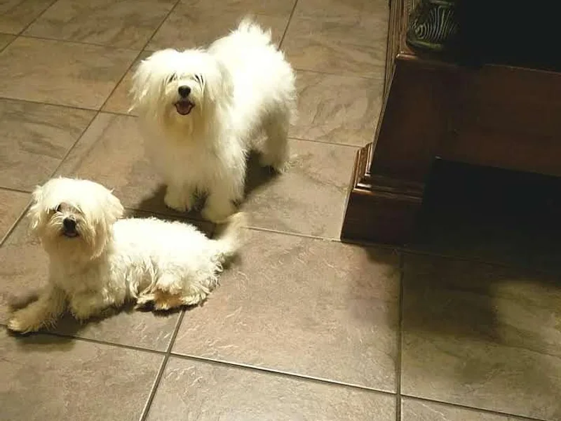 Austin Maltese Babies