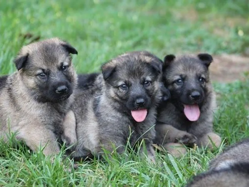Austin’s German Shepherd’s