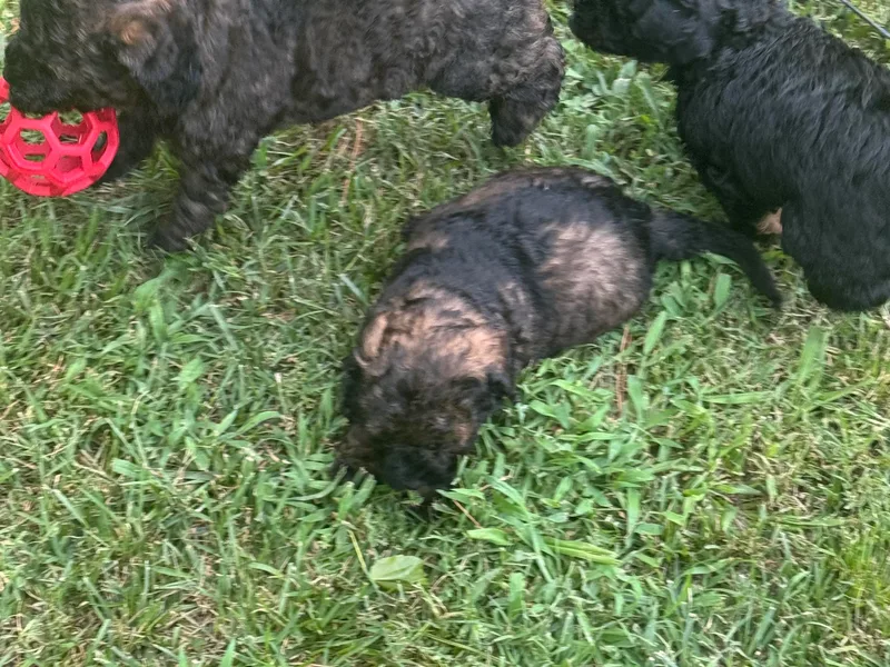 Austin’s Mini Golden Doodles