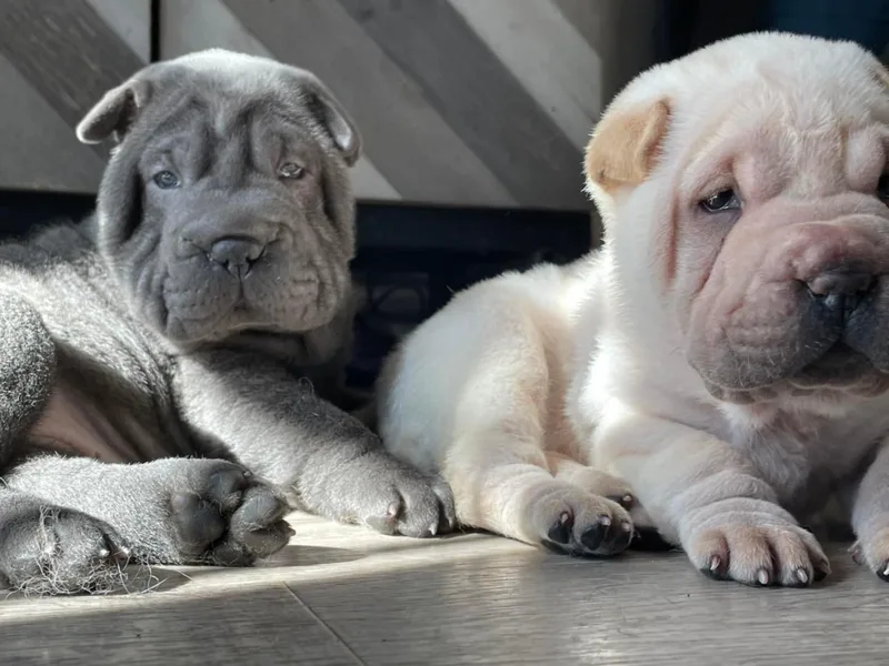 Austin’s Wrinkle N Time Pei photo 1