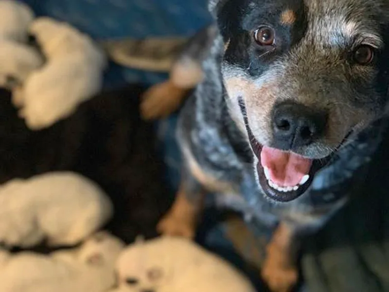 Australian Cattle Dog Company