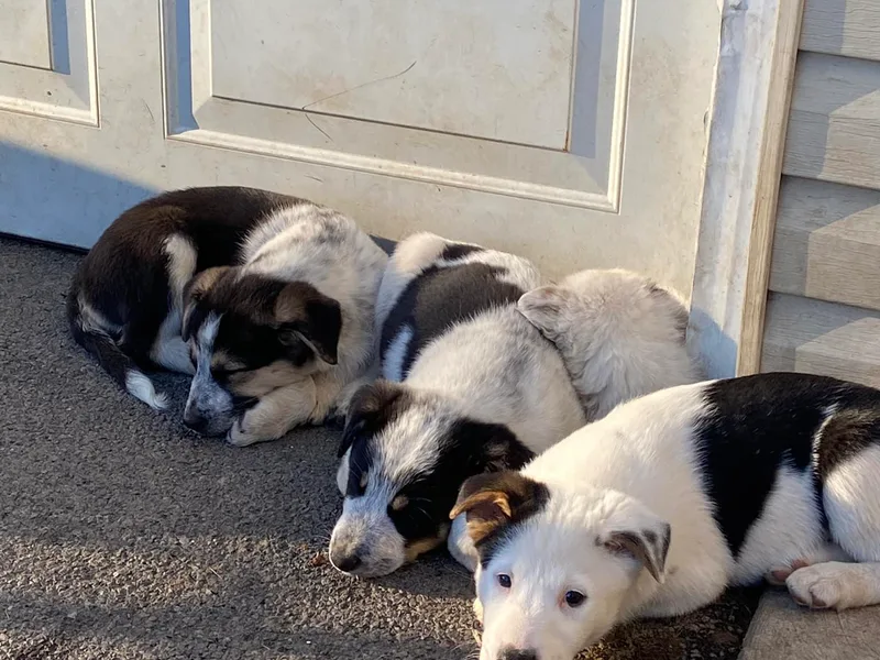 Australian Cattle Dog Mix