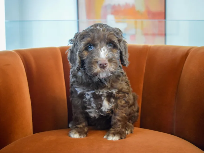 Australian Heritage Labradoodles
