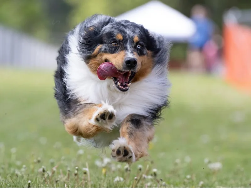 Australian Shepherd Homestead