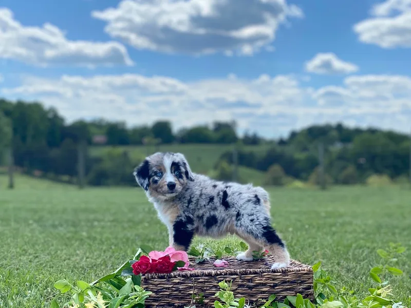 Australian Shepherds of Rising Moon Acres