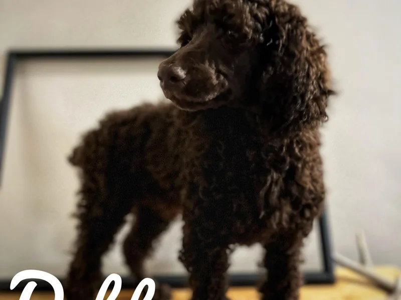 Authentic Poodle Co