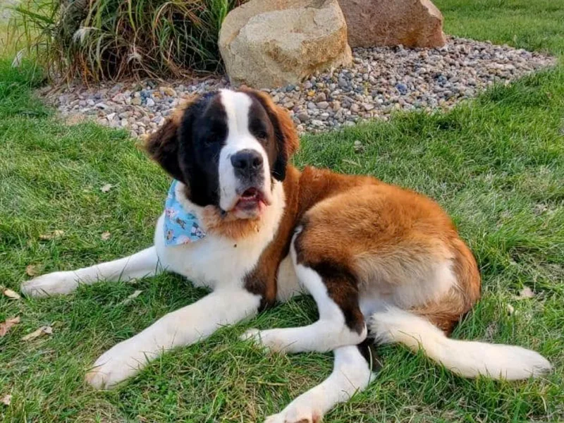 Authier's AKC St. Bernards photo 1