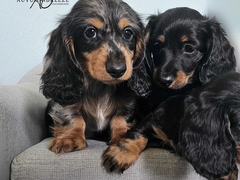 Autumn Breeze Dachshunds