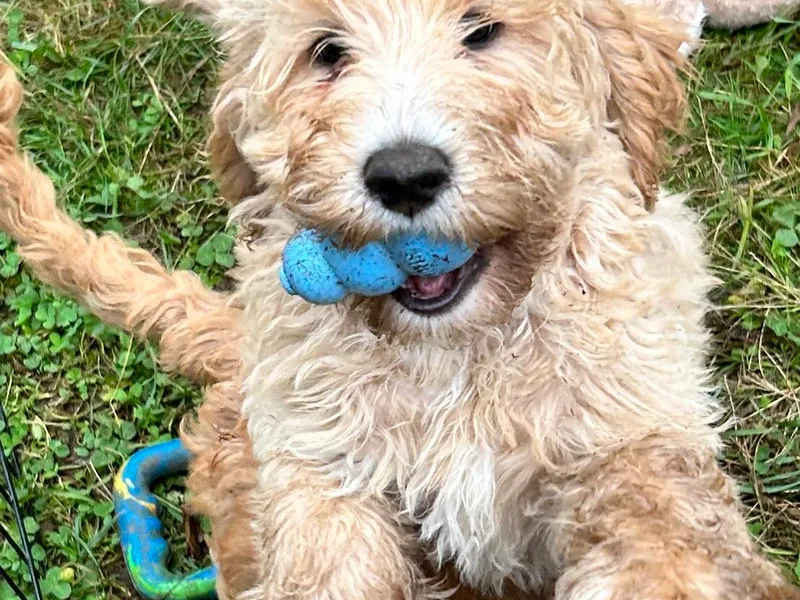Autumn Haze Labradoodles