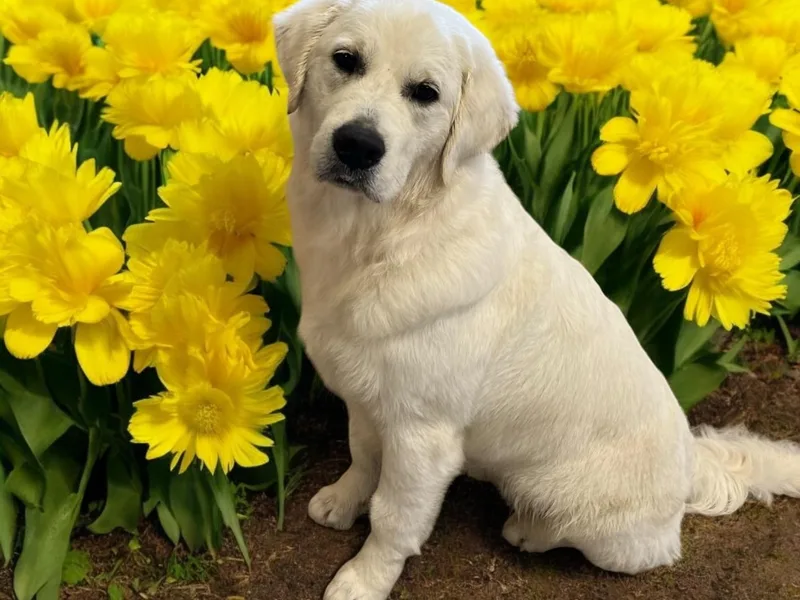 Autumn Lake Golden Retrievers